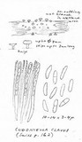 Cudoniella clavus image