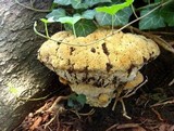 Inonotus dryadeus image