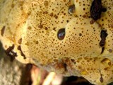 Inonotus dryadeus image