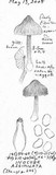 Inocybe assimilata image