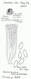 Plectania melastoma image