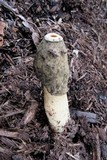 Phallus ravenelii image
