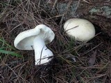 Leucopaxillus albissimus image