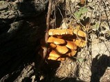 Gymnopilus ventricosus image