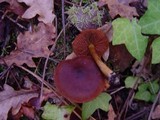 Cortinarius purpureus image