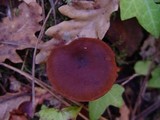 Cortinarius purpureus image