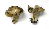 Inocybe bakeri image