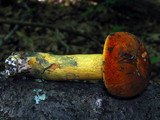 Boletus subluridellus image