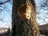 Phellinus pomaceus image