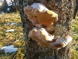 Phellinus pomaceus image