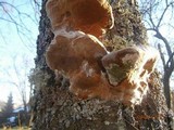 Phellinus pomaceus image