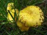 Suillus americanus image