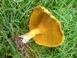 Suillus americanus image