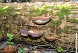 Ganoderma zonatum image