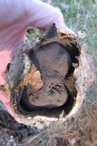 Scleroderma polyrhizum image