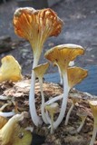 Chrysomphalina strombodes image