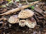 Chlorophyllum rachodes image