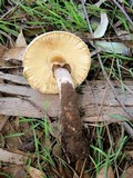 Chlorophyllum rachodes image