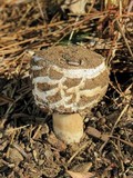 Chlorophyllum rachodes image