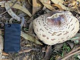 Chlorophyllum rachodes image