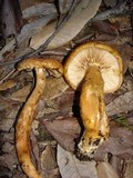 Tricholoma aurantium image