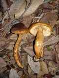 Tricholoma aurantium image
