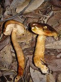 Tricholoma aurantium image