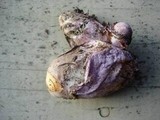 Phallus hadriani image