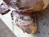 Phallus hadriani image