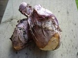 Phallus hadriani image