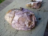 Phallus hadriani image