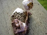 Phallus hadriani image