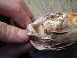 Phallus hadriani image