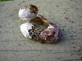 Phallus hadriani image