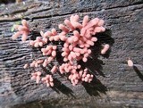 Arcyria denudata image
