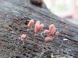 Arcyria denudata image