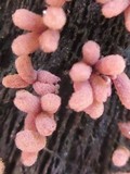 Arcyria denudata image