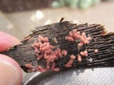 Arcyria denudata image