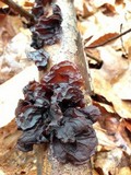 Exidia recisa image