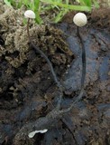 Poronia pileiformis image