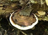Ganoderma lobatum image