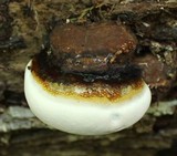 Ganoderma lobatum image