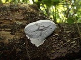 Ganoderma lobatum image