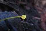 Mycena oregonensis image