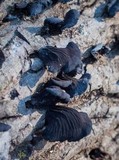 Resupinatus alboniger image