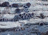 Resupinatus alboniger image