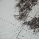 Resupinatus alboniger image
