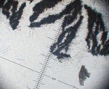 Resupinatus alboniger image