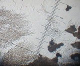 Resupinatus alboniger image