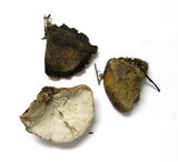 Lentinellus montanus image